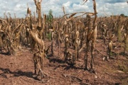 Nación declara la emergencia por sequía en más de 60 distritos