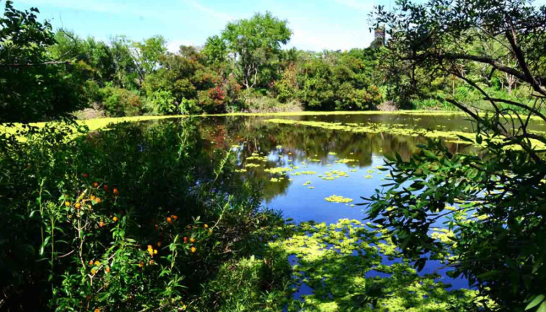 Reserva Natural de Vicente López: el refugio verde que sorprende en plena ciudad