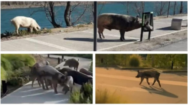 Detectan cerdos salvajes en Nordelta en medio del operativo por los carpinchos